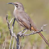 California Thrasher